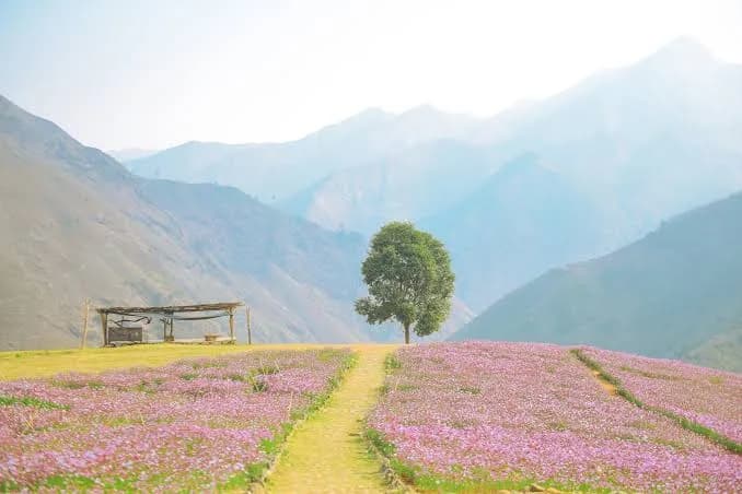 kinh nghiệm du lịch Tà Xùa_Ta Xua travel guide