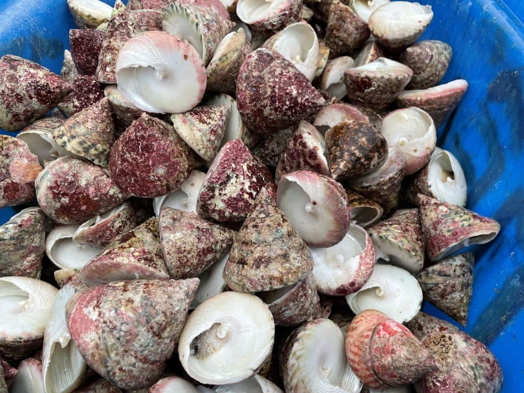 Oc Vu Nang: Vietnam’s Alluring Sea Snail Delicacy You Must Try