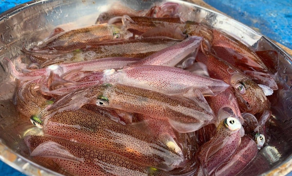 Muc Nhay: Experience Vietnam’s Iconic Dancing Squid Delicacy