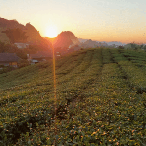 Đồi Chè Phòng Không - Mộc Châu - Sơn La