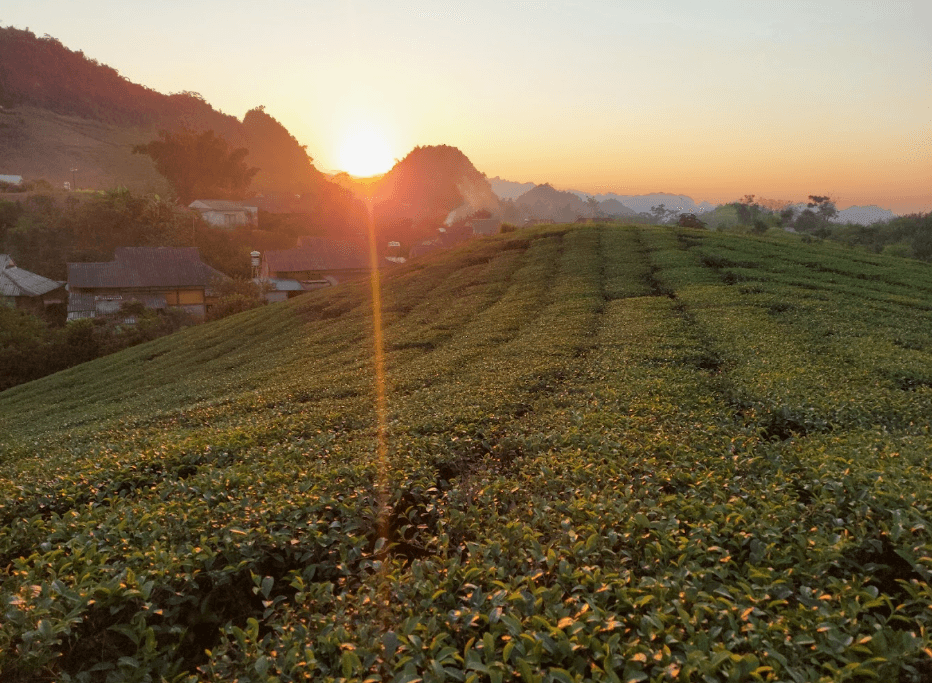 Đồi Chè Phòng Không - Mộc Châu - Sơn La