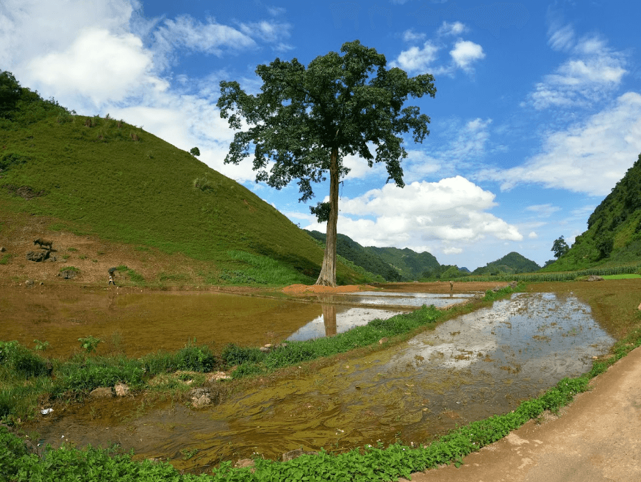 Cây Đa cô đơn - Mộc Châu