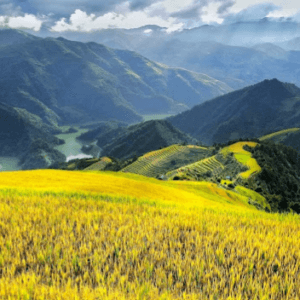 Nơi háng phù loa