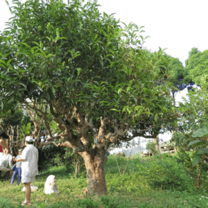 Vườn chè cổ Đằng Trà - Văn Chấn - Yên Bái