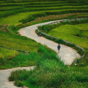 Ban Leo rice field