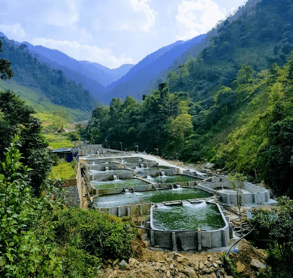 Trang Trại Nuôi Cá Hồi Cá Tầm Khau Phạ