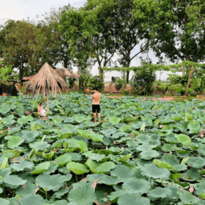 Đầm sen ông Mười - Hải An - Hải Phòng
