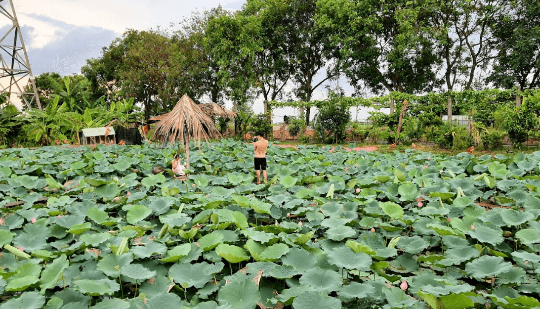 Đầm sen ông Mười - Hải An - Hải Phòng