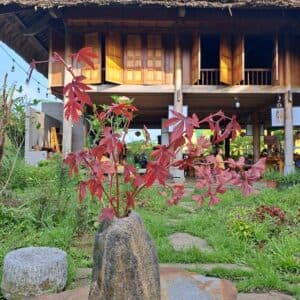 Xới Farmstay