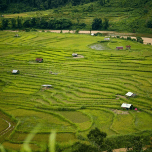 Ruộng bậc thang Kon Rẫy - Kon Tum