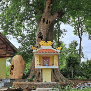 Cây Di sản Mỹ Sơn