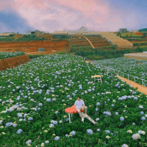 Cánh đồng hoa Cẩm Tú Cầu