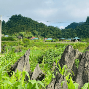Cánh đồng đá Son Bá Mười
