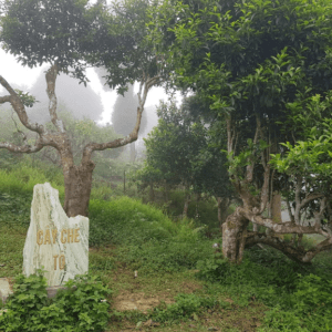 Đồi chè cổ Shan Tuyết - Văn Chấn - Yên Bái