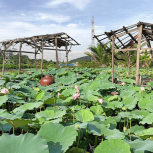 Đầm Sen Kỳ Sơn - Thủy Nguyên - Hải Phòng