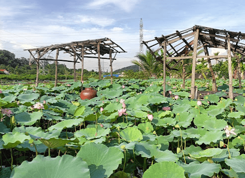 Đầm Sen Kỳ Sơn - Thủy Nguyên - Hải Phòng