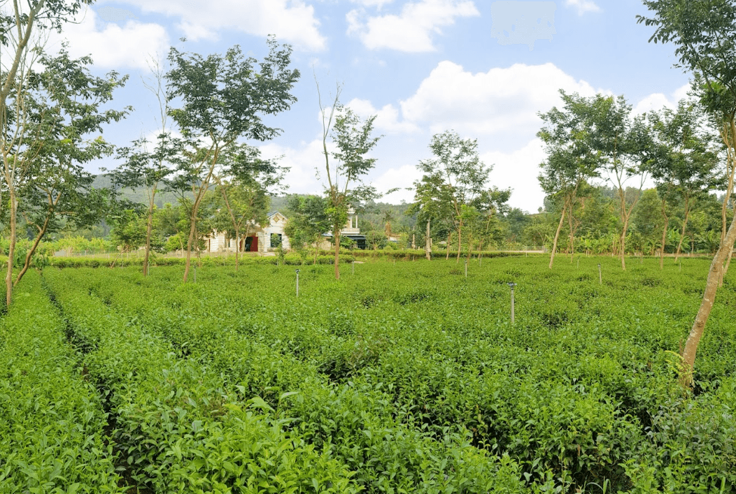 Làng nghề chè truyền thống Xóm Lũng 2
