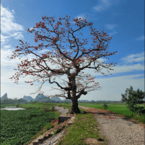 Cây gạo cổ thụ - Yên Mô - Ninh Bình