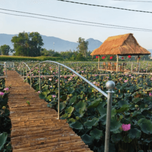 Đầm Sen Thôn Cảnh An