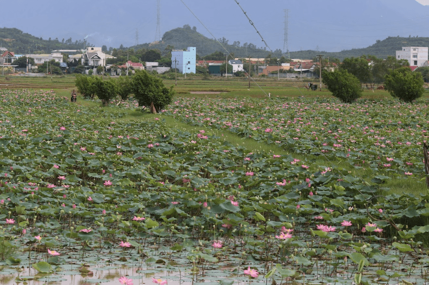 Cánh đồng sen Ninh Thọ