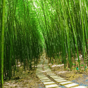 Rừng trúc Nguyên Bình