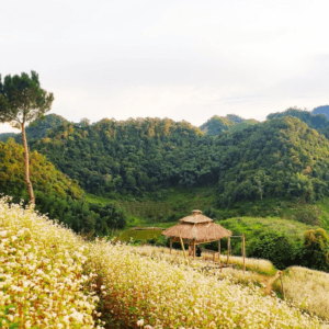 Vườn Hoa Chiên Chiên - Yên Châu - Sơn La
