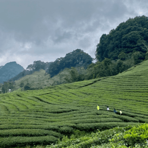 Đồi chè Pà Cò - Mai Châu - Sơn La