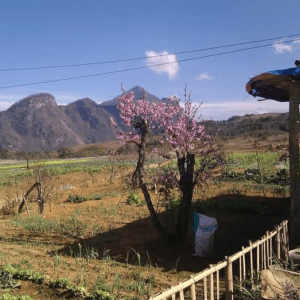 Nông trại Hoa Lợi - Bát Xát - Lào Cai