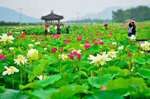 Hồ sen sinh thái Gia Tường - Ninh Bình