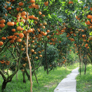 Miệt Vườn Cái Bè - Tiền Giang