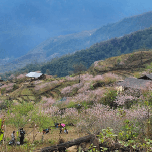 Bản Nhìu Cồ San - Bát Xát - Lào Cai