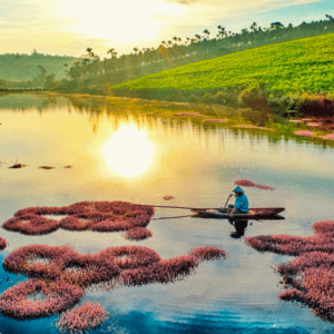 Hồ tảo hồng