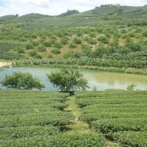 Dap Nuoc Ta Loong - Mộc Châu - Sơn La