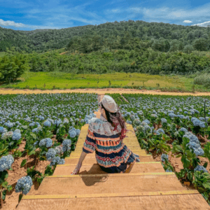 The Florest - Hoa Trong Rừng
