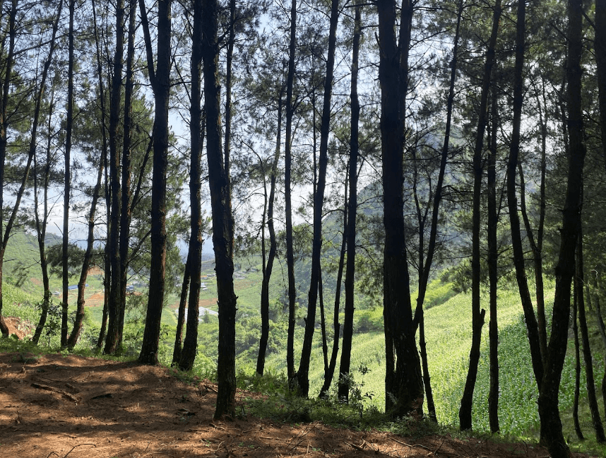 Rừng Thông Hua Tạt - Mộc Châu - Sơn La