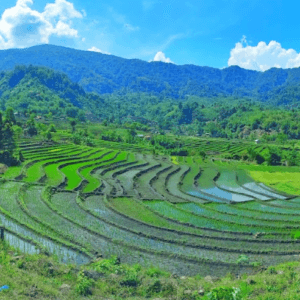 Ruộng bậc thang Long Túc