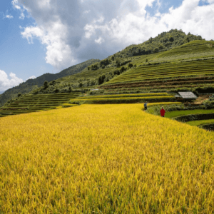 Điểm ngắm cảnh Lao Chải