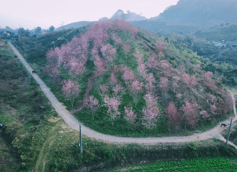 Vườn mai anh đào - Mộc Châu - Sơn La
