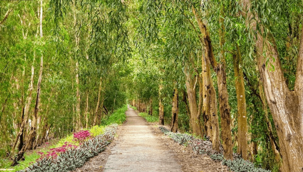 Rừng Tràm Trà Sư