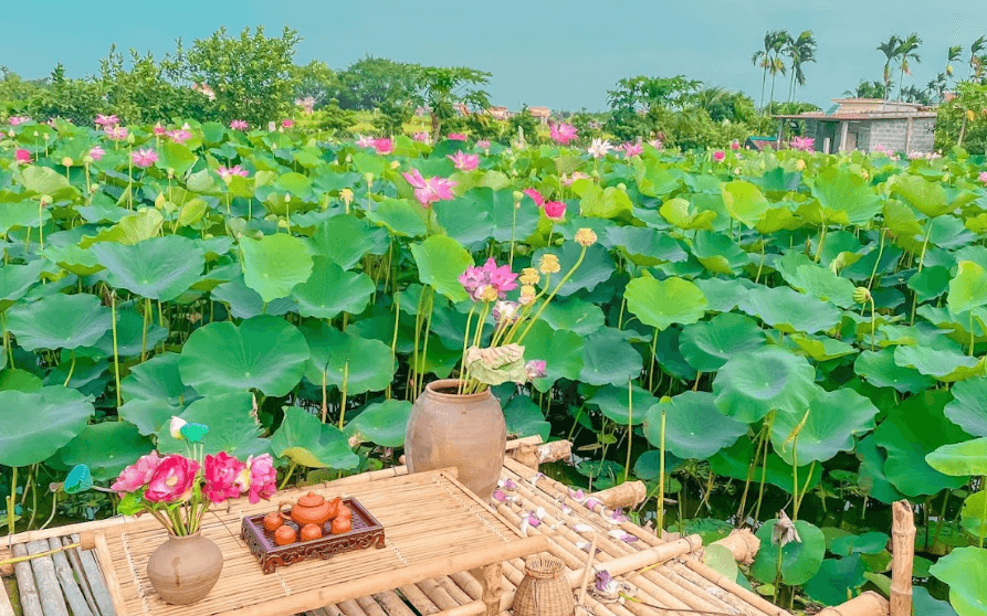 Đầm Sen Trang Trinh - Tiên Lãng - Hải Phòng