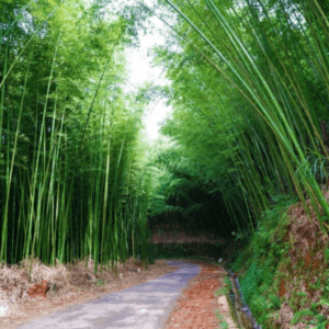 Rừng trúc Lũng Pán