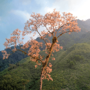 Cây Ngô đồng