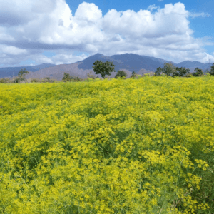 Vườn hoa thì là - Bác Ái - Ninh Thuận