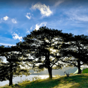 Ba cây thông hồ Suối Vàng