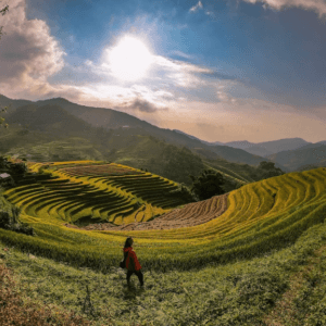 Ruộng bậc thang Nấm Linh Chi