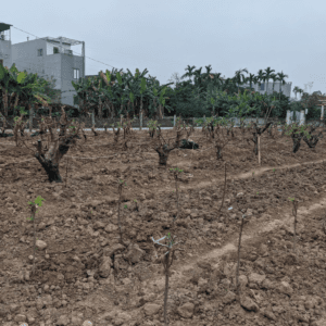 Vườn Đào Thành Đạt - An Dương - Hải Phòng