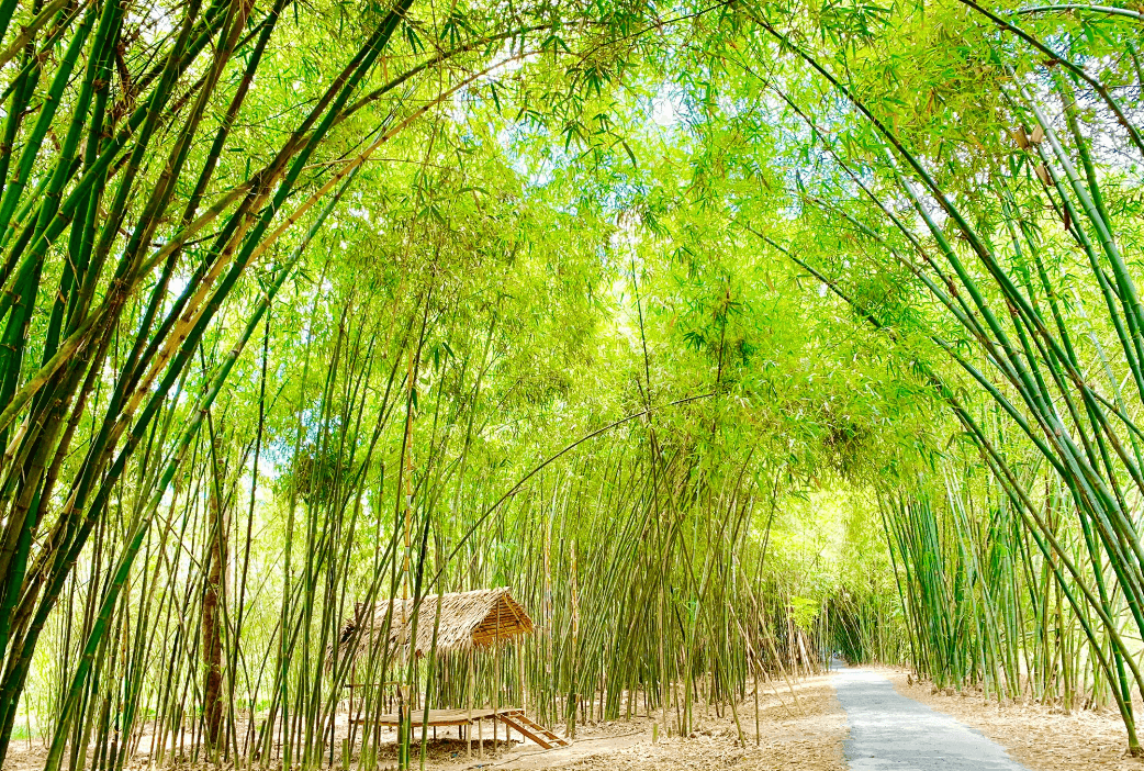 Con đường tre đẹp nhất Hậu Giang - Phụng Hiệp - Hậu Giang