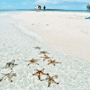 Starfish Beach