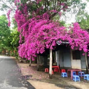 Quán cô Kiều - Núi Dinh