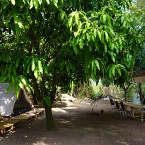 Trị An Vincamp